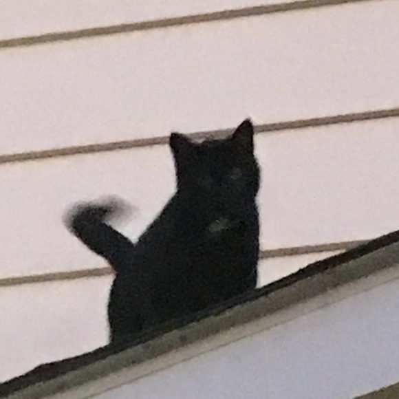 Meet your Posher, Laura - Picture 1 of 1